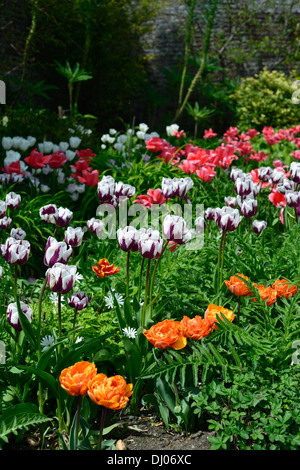 tulip bed farmleigh estate phoenix park mixed mix colour color combination combo flowers tulips orange white pink purple colors Stock Photo