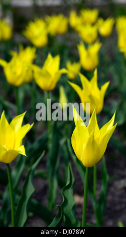 tulipa west point fragrant lily flowered tulip tulips yellow plant portraits scented flowers bulbs spring Stock Photo