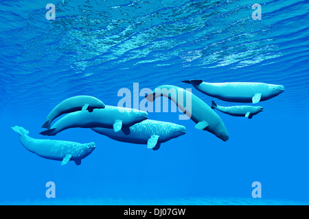 A pod of Beluga whales light up the ocean as they swim together near the surface. Stock Photo