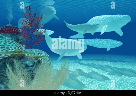 A pod of Beluga whales swim past by a colorful reef environment. Stock Photo