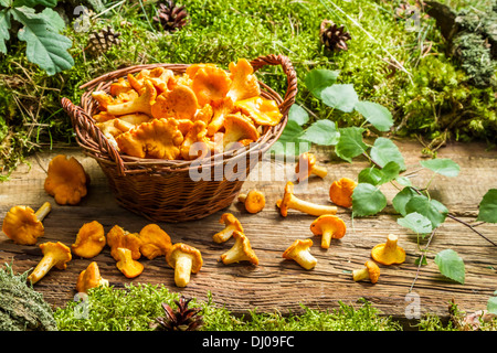 Freshly harvested mushrooms in the wicker basket Stock Photo