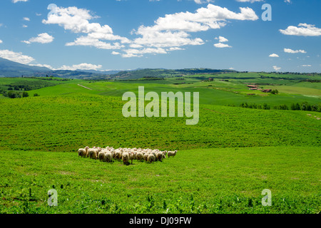 Herd of sheep on tuscany field, Italy Stock Photo