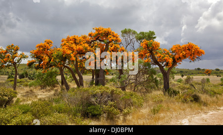 Nuytsia floribunda is a hemiparasitic plant found in Western Australia. The species is known locally as the Christmas Tree. Stock Photo
