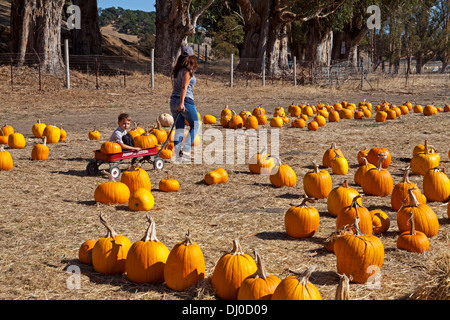 Woman hauling pumpkins with her boy in a little red wagon at the St. Vincent’s Field pumpkin patch, San Rafael, California, USA. Stock Photo