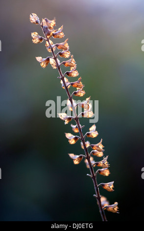 A spent flower spike of Wood Sage (Teucrium scorodonia), in the evening sun. Stock Photo