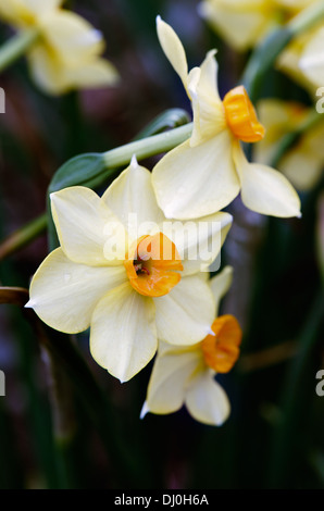 Water Narcissus this Chinese New Year symbol signifies good luck and