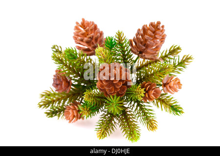 Christmas tree branch with cones isolated on white background Stock ...