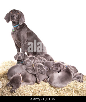 Blue weimaraner Group of puppies and adult in a studio Stock Photo