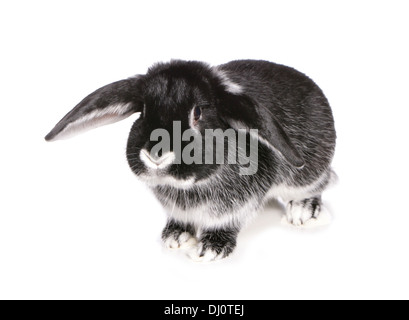 lilac silver fox rabbit