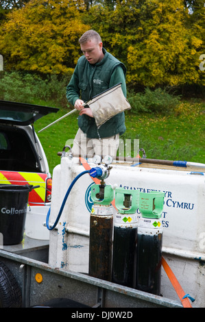 Tanker full of salmon parr ready to be stocked in a semi-natural rearing pond for future release into the River Wye Nant Gwyn near Builth Wells Powys Mid Wales UK