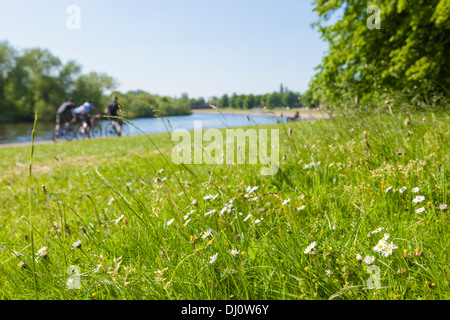 Daisies and grass with an out of focus background of people and trees beside the River Trent on an English Summer day. Nottingham, England, UK Stock Photo