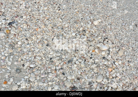 Sea shells on Marco Island Stock Photo