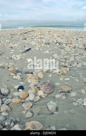 Sea shells on Marco Island Stock Photo