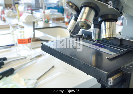 Methyl violet stained cells gram stain for investigation into microbiology bacteria cells under microscope in laboratory Stock Photo