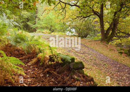 Haugh Wood and the River Wharfe, Wharfedale, Yorkshire Dales National Park, England, UK. October 2013. Stock Photo