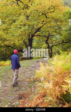 Haugh Wood, Wharfedale, Yorkshire Dales National Park, England, UK. October 2013. Stock Photo