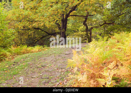 Haugh Wood, Wharfedale, Yorkshire Dales National Park, England, UK. October 2013. Stock Photo