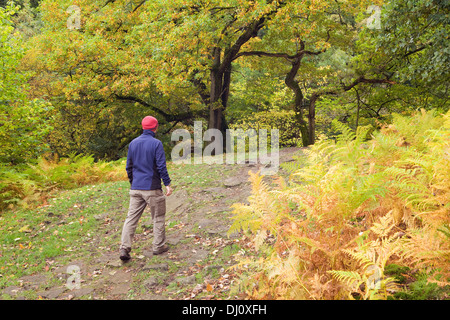 Haugh Wood, Wharfedale, Yorkshire Dales National Park, England, UK. October 2013. Stock Photo