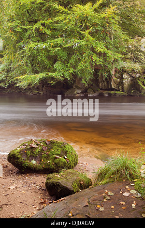 Haugh Wood and the River Wharfe, Wharfedale, Yorkshire Dales National Park, England, UK. October 2013. Stock Photo