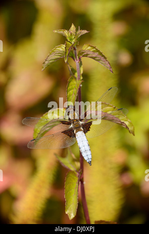 Broad-bodied Chaser Dragonfly (Libellula depressa) male at rest on water mint, Oxfordshire, Engalnd, July Stock Photo