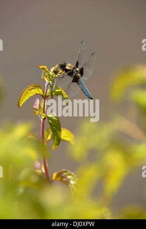 Broad-bodied Chaser Dragonfly (Libellula depressa) male at rest on water mint, Oxfordshire, England, July Stock Photo