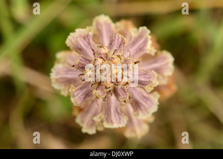 Bedstraw Broomrape (Orobanche caryophyllacea) close-up of flower, Sandwich Bay, Kent, England, June Stock Photo