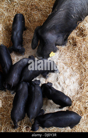 Animals are exposed on their fences in a local cattle fair in the island of Mallorca, Spain Stock Photo