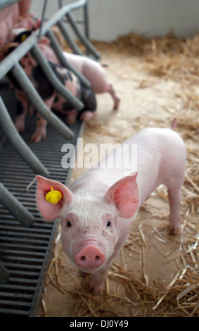 Animals are exposed on their fences in a local cattle fair in the island of Mallorca, Spain Stock Photo