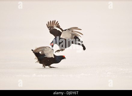Black Grouse (Tetrao tetrix) two males fighting at lek, on ice, Finland, April Stock Photo