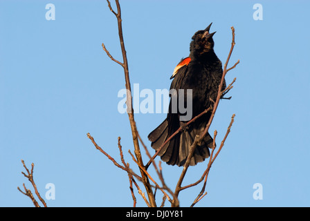 A red-winged blackbird sits perched on a branch in the Montrose Beach Bird Sanctuary in Chicago, Illinois, USA. Stock Photo