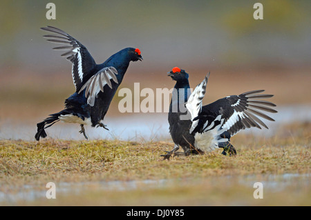 Black Grouse (Tetrao tetrix) two males fighting at lek, Finland, April Stock Photo