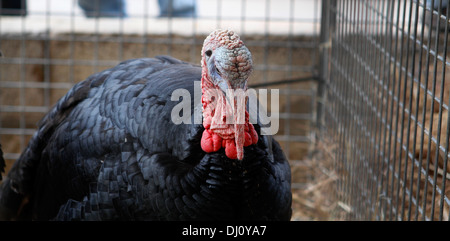 Animals are exposed on their fences in a local cattle fair in the island of Mallorca, Spain Stock Photo