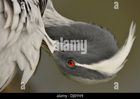 Demoiselle Crane (Anthropoides virgo) portrait, Slimbridge, England, August, captive Stock Photo