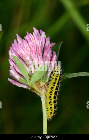 Five-spot Burnet Moth (Zygaena trifolii) larvae resting on clover flower, Oxfordshire, England, June Stock Photo