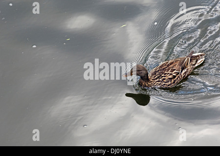 A single lone duck swims in the Chicago River. Stock Photo
