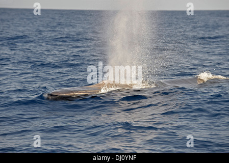 Fin Whale (Balaenoptera physalus) blowing at surface, The Azores, June Stock Photo