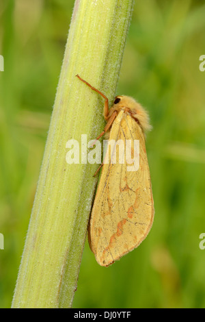 Ghost Swift Moth (Hepialus humuli) female at rest on plant stem, Oxfordshire, England, July Stock Photo