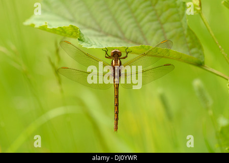 Keeled Skimmer Dragonfly (Orthetrum coerulescens) female at rest, Oxfordshire, England, June Stock Photo