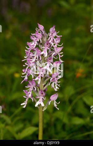 Lady-Monkey Orchid hybrid (Orchis purpurea/simia) flower spike, Berkshire, England, June Stock Photo