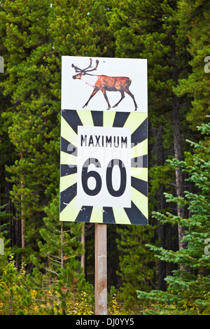 Caribou Wildlife ahead road speed warning signs on the Icefields Parkway Jasper National Park Alberta Canada Stock Photo