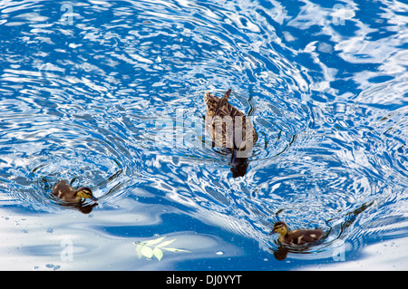 Mother duck with two babies swim in Chicago River. Stock Photo