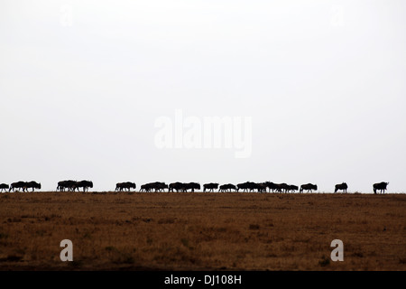 Wildebeest on the run during the Great Migration at the Maasai Mara plains. Stock Photo
