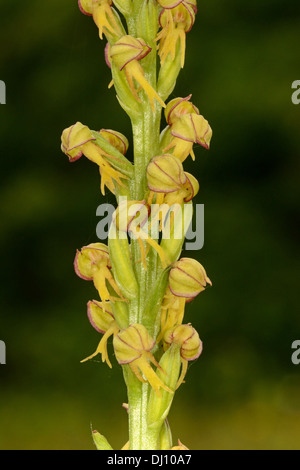 Man Orchid (Orchis anthropophora) flower spike, Kent, England, June Stock Photo