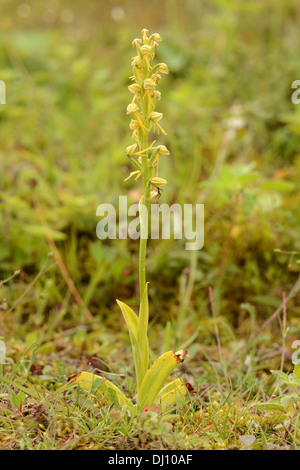 Man Orchid (Orchis anthropophora) flower spike, Kent, England, June Stock Photo