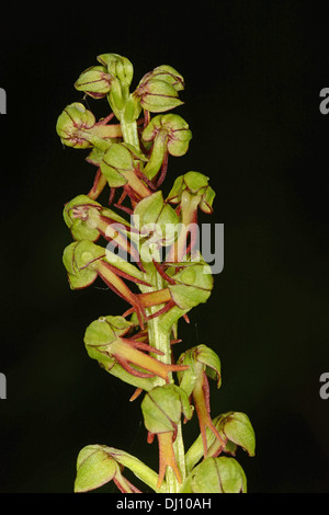 Man Orchid (Orchis anthropophora) flower spike, Kent, England, June Stock Photo