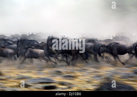 Blue wildebeest (Connochaetes taurinus) on the run during the Great Migration at the Maasai Mara plains. Stock Photo