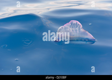 Portuguese man-of-war (Physalia physalis) floating in the sea, The Azores, June Stock Photo