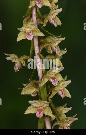 Violet Helleborine (Epipactis purpurata) close-up of flower spike, Oxfordshire, England, August Stock Photo