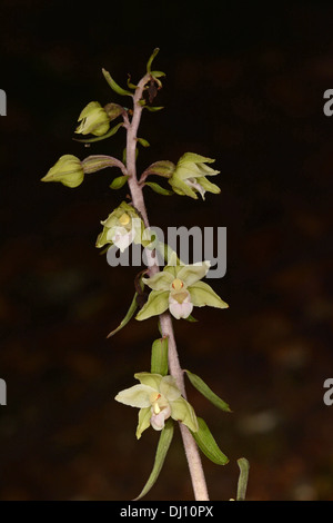 Violet Helleborine (Epipactis purpurata) flopwer spike, Oxfordshire, England, August Stock Photo