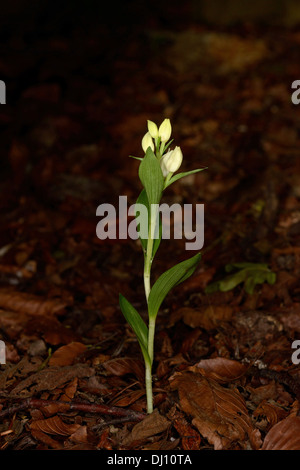 White Helleborine (Cephalanthera damasonium) flower spike, Oxfordshire, England, June Stock Photo